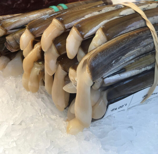 Navaja gallega (manojo de 1 kg)