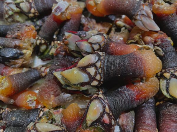 Percebes Gallegos grandes 250gr