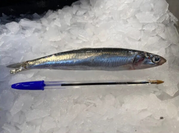Boquerón de costa Grande (XXL) 500gr
