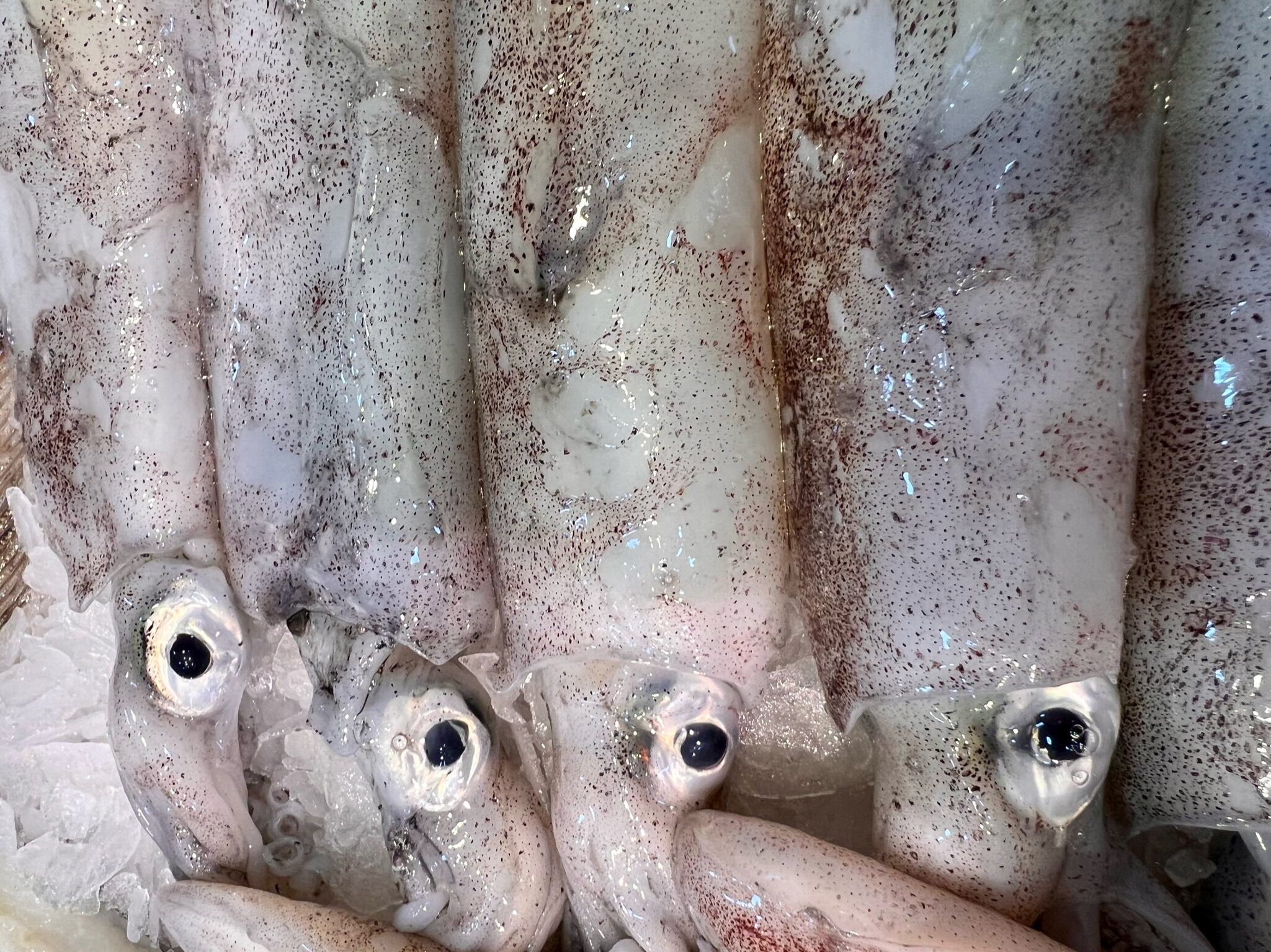 Calamar de Playa (tamaño mediano-grande) 500gr