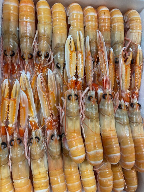 Cigala de Escócia Congelada Nº00 Caja de 1,5 Kg